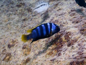 Tropheops microstoma